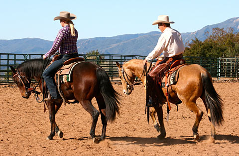 These fillies are learning to soften in the bridle while moving forward.