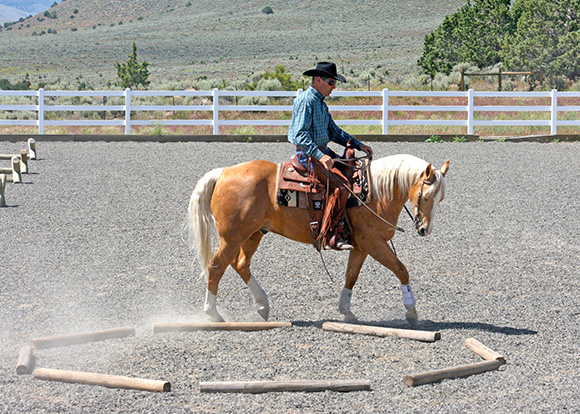 Trotting with bend around the outside of the octagon box.