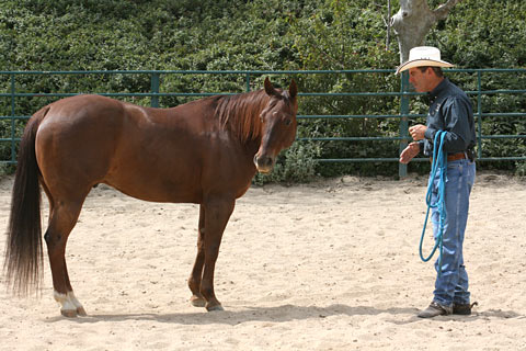 As I approach, this horse tips his nose to the right to keep me on his left side.