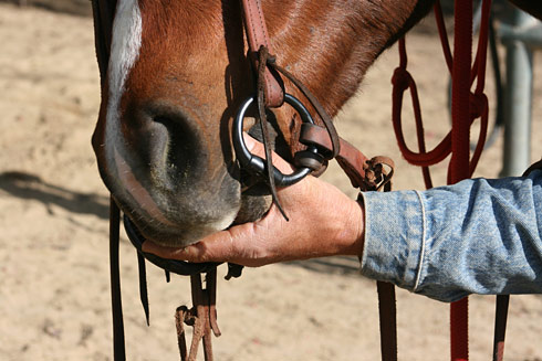 Keep the palm of your hand cupped under your horse's chin as you prepare to bridle.