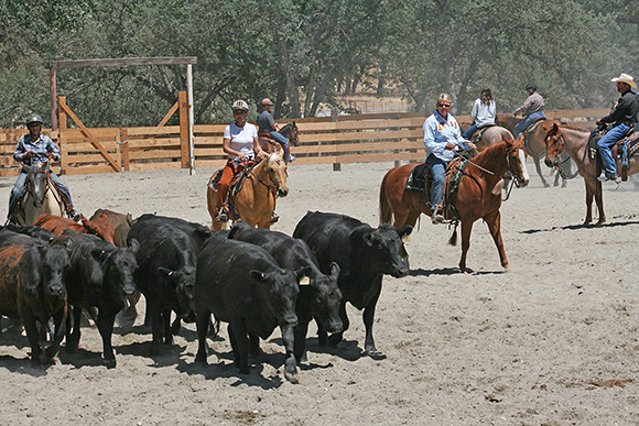 Three ladies on a cattle drive.