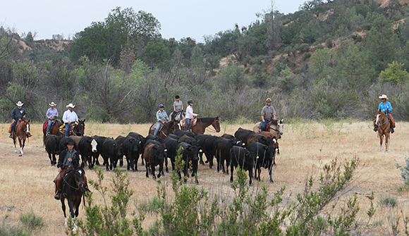 Handling cattle out in the real world.