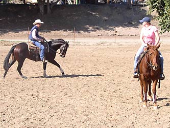 Loping Colt