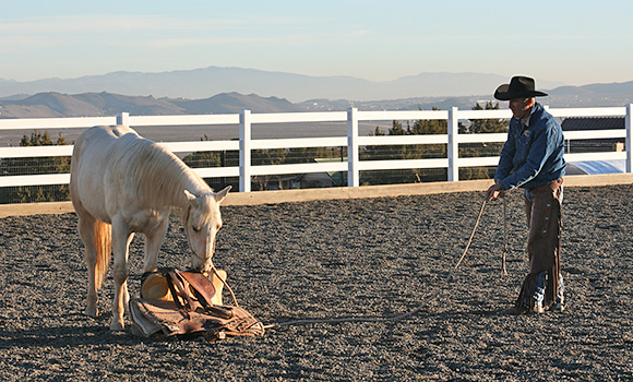 What's this dead cow doing on the ground?