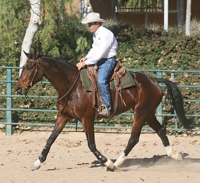 Loose Rein - I want this mare to balance herself on a loose rein.