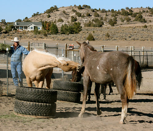 Horses establishing a pecking order.