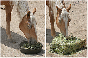 Hay Cubes or Baled Hay