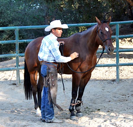 Reassuring with rubbing is important when the horse attempts to stand still.