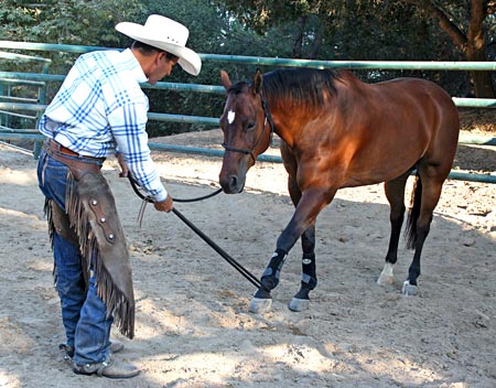 Teaching a horse to yield to pressure with a rope is good preparation for hobbling.