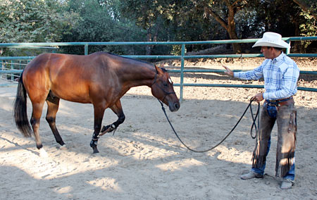 A horse will struggle to some degree as they learn the restraint of hobbles.