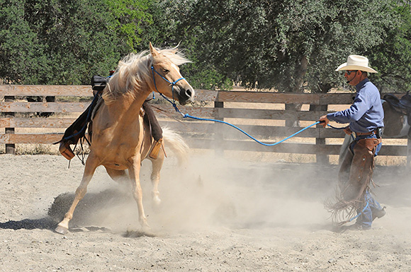 A Horse is  An attitude with four feet.