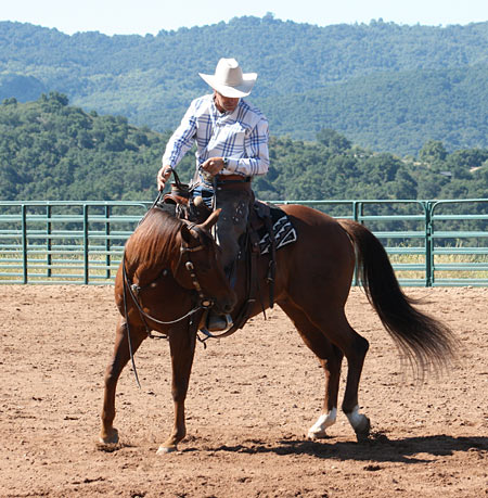 Controlling the hind quarters with a left indirect rein and a right neutral rein.