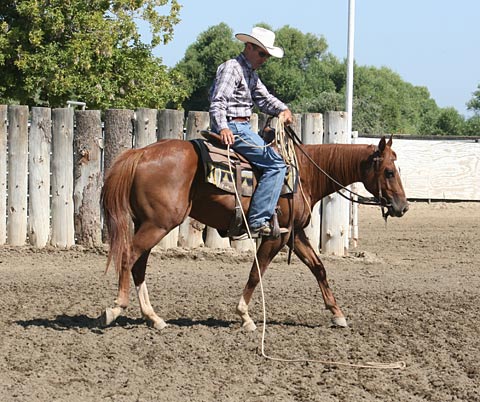 Now my colt needs to see this rope moving along the ground.