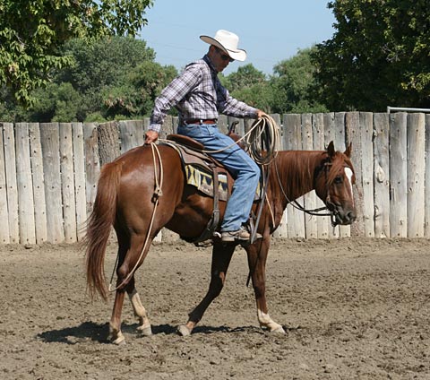 Making sure my colt is comfortable with the rope all over his body.