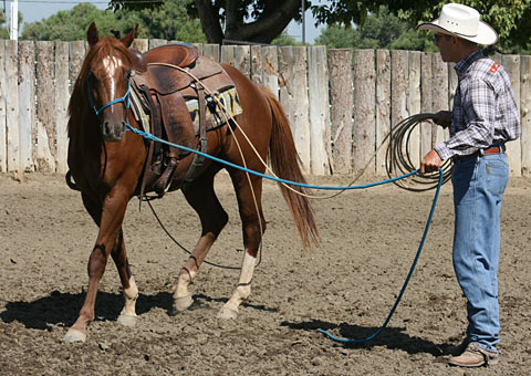 Desensitizing my colt to the feel of the rope around his legs.