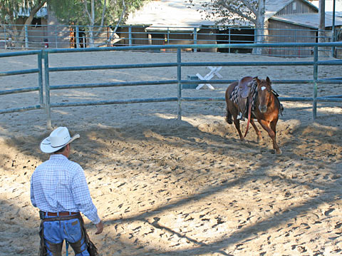 Drawing the horse in by moving straight back.