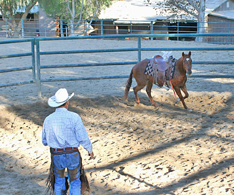 Directing Energy to the Hindquarters