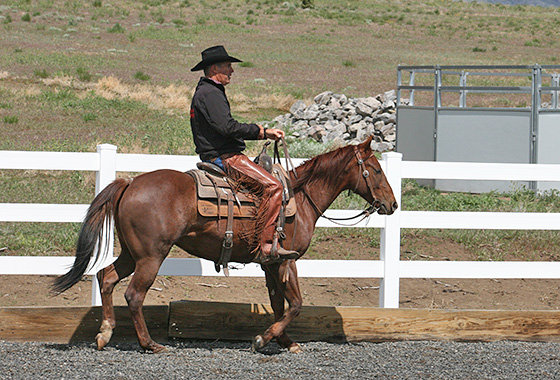 Step forward into the bridle and give me your face and I  will give it back .