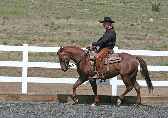 Horse is learning to yield his face and walk with a loose rein.