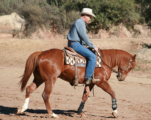 Softness: This colt must stay soft as I drive him forward into the bridle.