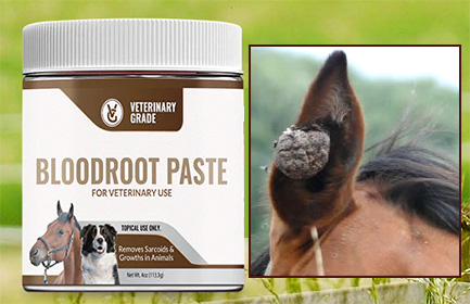 How to Successfully Treat Horse Sarcoids
