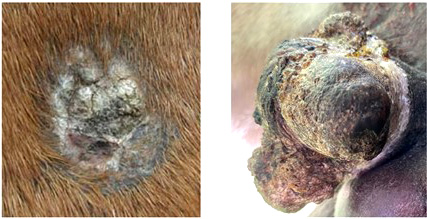 Horse sarcoids