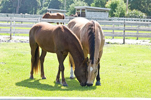 Horses grazing.