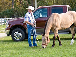 Horse grazing. Learn about the horse digestive system.