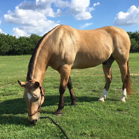 Understanding horse digestion system.