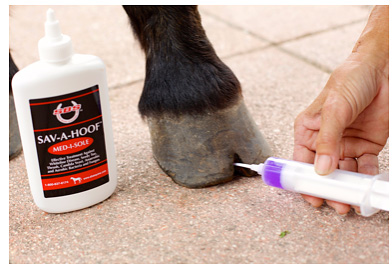 Treating hoof infections in toes and heels.