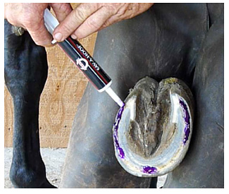 White Line Horse Hoof Treatment