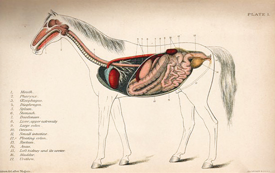 Horse Anatomy Chart