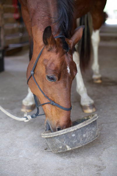 Ulcer treatment and prevention for horses.