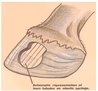 Horse Hoof Structure