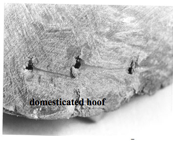 Domesticated Horse Hoof