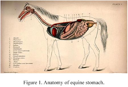 Horse Anatomy