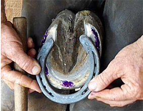 Treating Horse Hooves with Thrush
