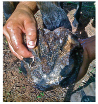 Horse Hoof Soaking