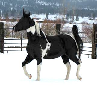 The cold is the most common time for horses to colic.