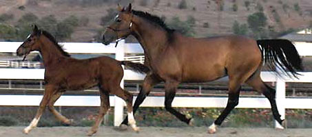 Mare and foal.