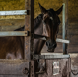 Basic Horse Stable Requirments