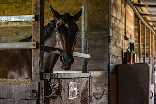 Taking Care of Your Horse