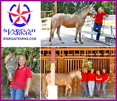 Gaited Horse Breeders