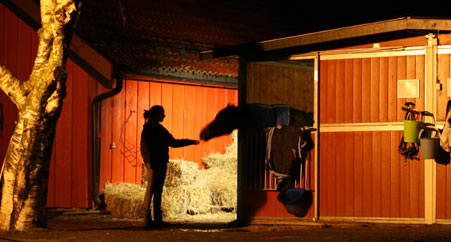 Successful Feeding of the Horse