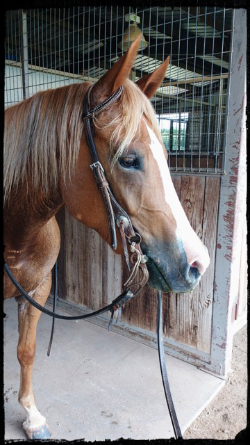 learning what's on your horse's mind.