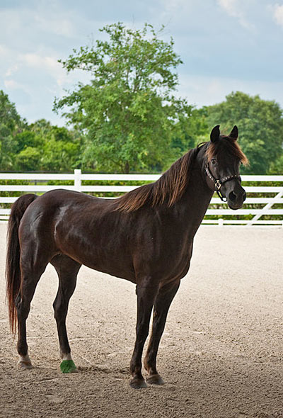 Splendor with Laminitis.