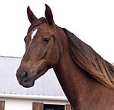 Morgan Horse Sugar