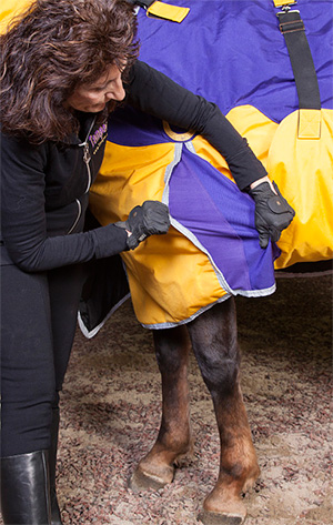 Temperall Horse Blankets