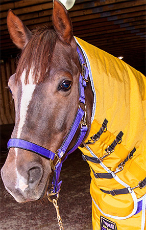 Blanketing Your Horse
