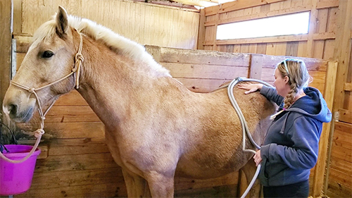 Equine Health Care